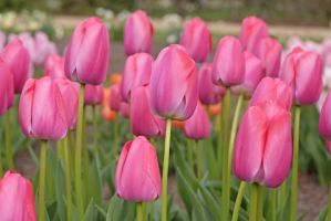 Tulip Darwin Hybrid - Pink Pride